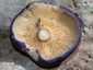 Ibolyás pereszke (Calocybe ionides), Budai-hegység